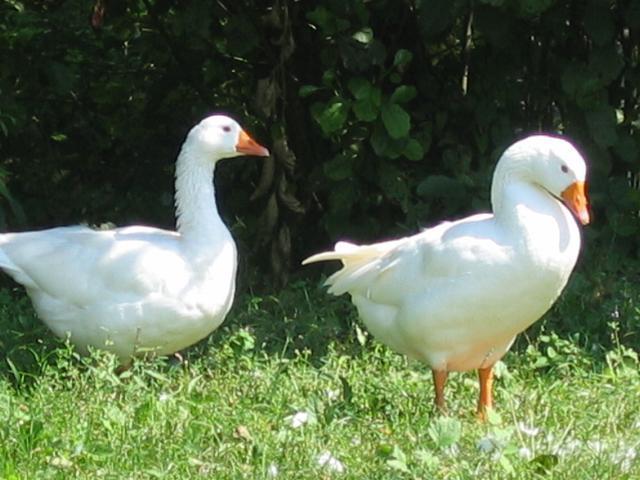 Guesthouse Zorko Gostilna Domen シュマリェシュケ・トプリツェ エクステリア 写真